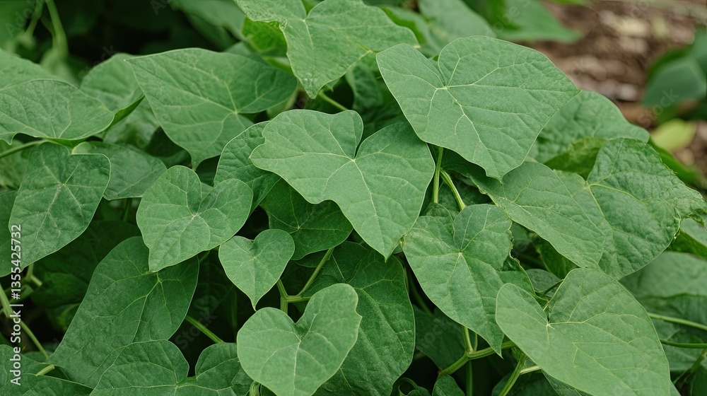 A close-up image of a healthy yam vine's sprawling leaves in soft focus A close-up image of a healthy yam vine's sprawling leaves in soft focus
