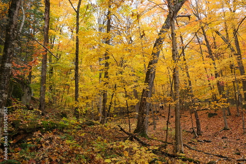 autumn in the forest