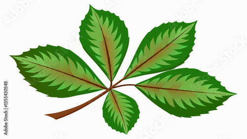 Chestnut leaves on a white background