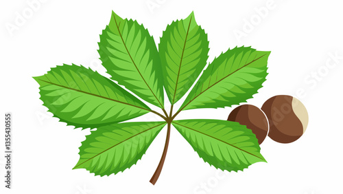 Chestnut leaves on a white background