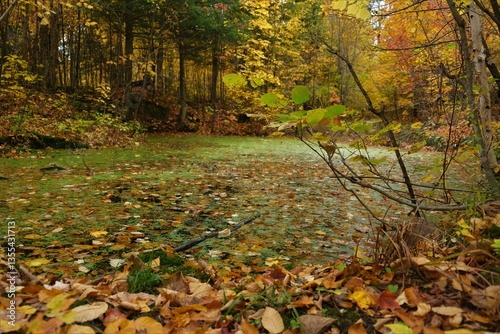 autumn in the forest