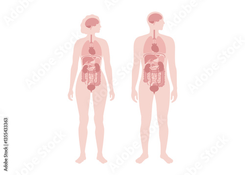 Human internal organs