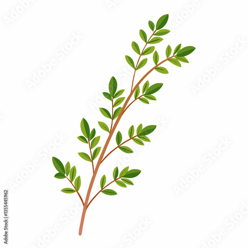 Thyme sprig on a white background