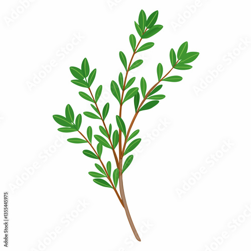 Thyme sprig on a white background
