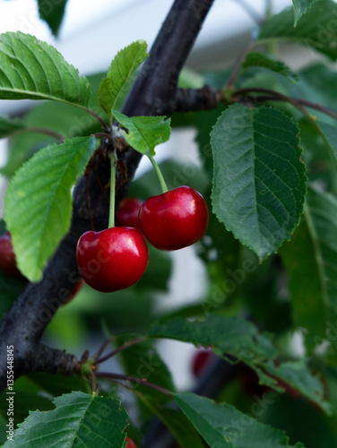 Two ripe red sweet cherries hanging on stem among lush green leaves on a tree. Summer harvest. Organic gardening. Healthy growing.
