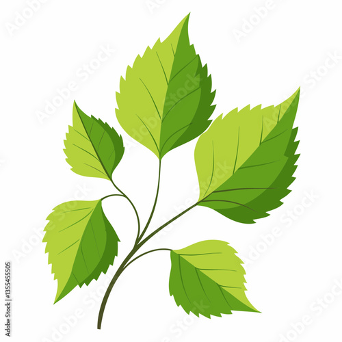 Birch leaves on a white background