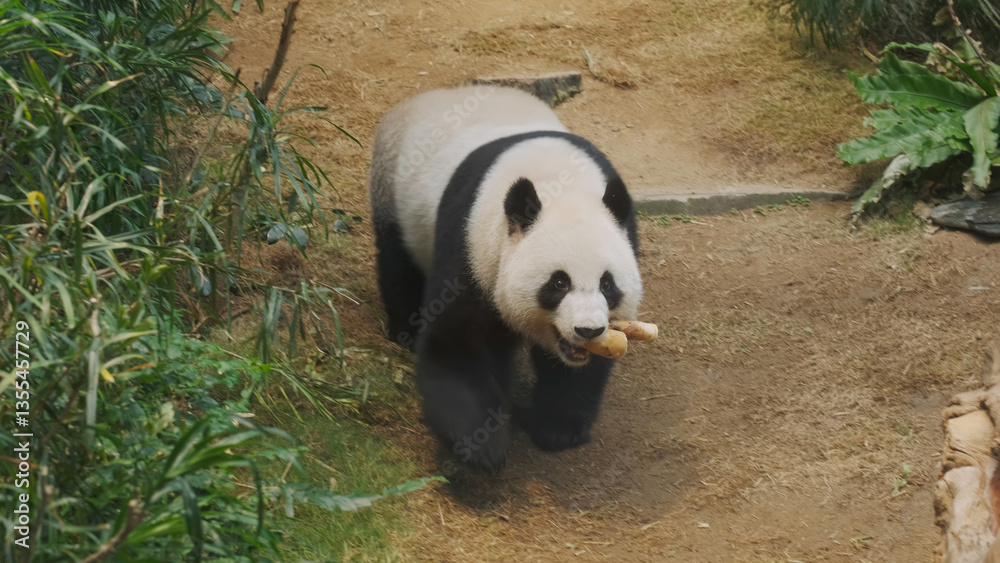 Fototapeta premium Cute giant panda bear walking