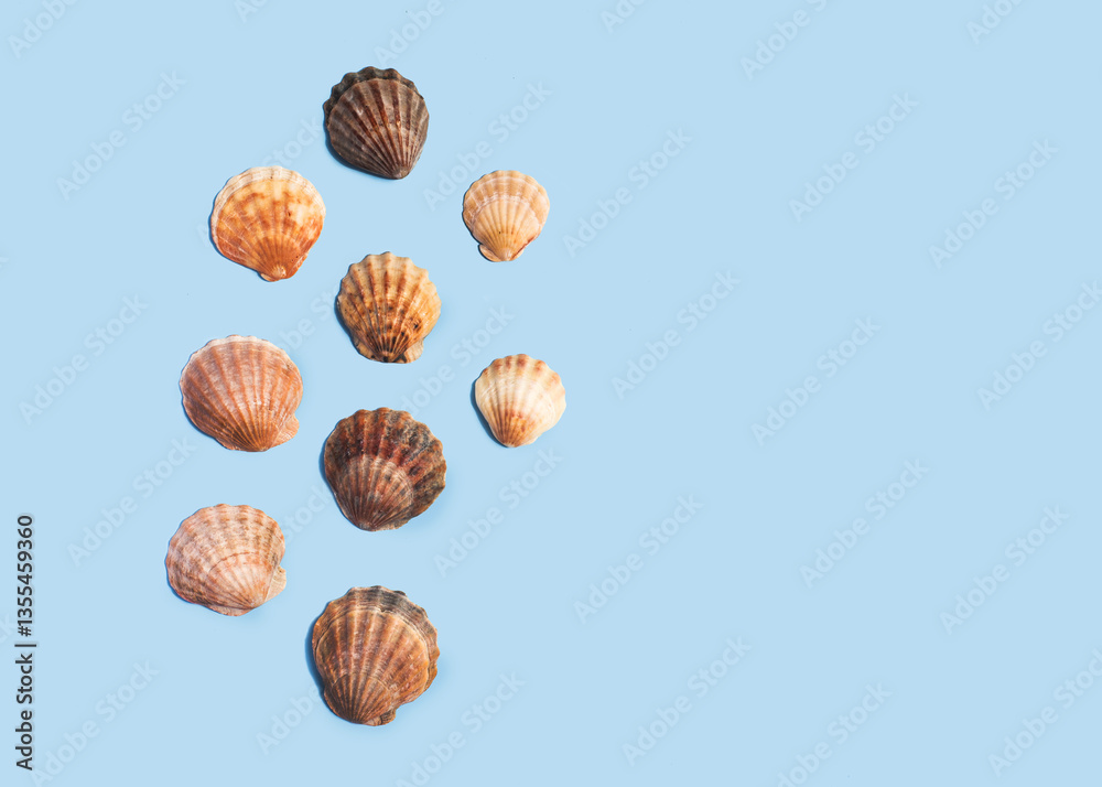 Composition with sea shell on blue minimal background. Summer frame concept, travel vacation pattern. Ocean shells isolated, marine set. Flat lay, top view, place for text, copy space banner Composition with sea shell on blue minimal background. Summer frame concept, travel vacation pattern. Ocean shells isolated, marine set. Flat lay, top view, place for text, copy space banner