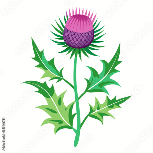 Thistle with leaves on a white background