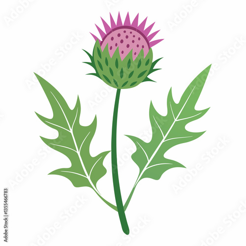 Thistle with leaves on a white background