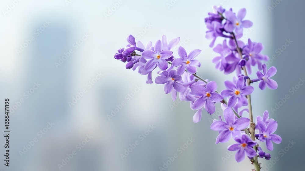 Obraz premium Stunning purple blooms of Jacaranda trees line the city street, creating a vibrant and enchanting atmosphere.