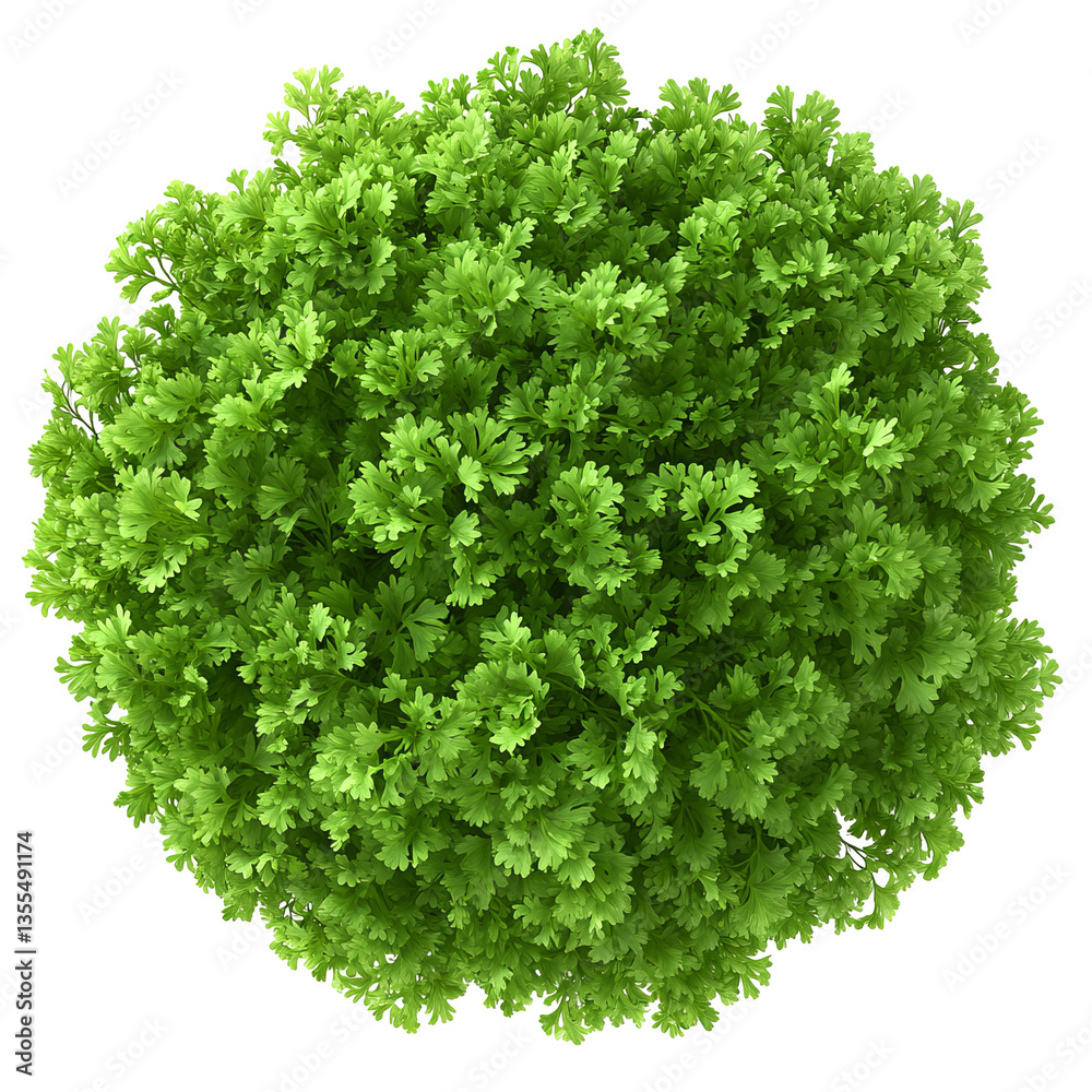 Obraz premium Green Round Bush On Transparent or white Background. 3D Rendering Of Plant For Landscape Design. Isolated