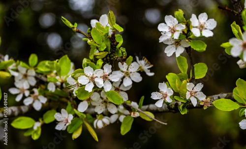  tree blossom