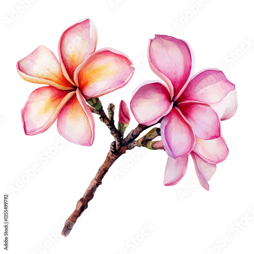 watercolor vector of Plumeria Branch, isolated on a white background.