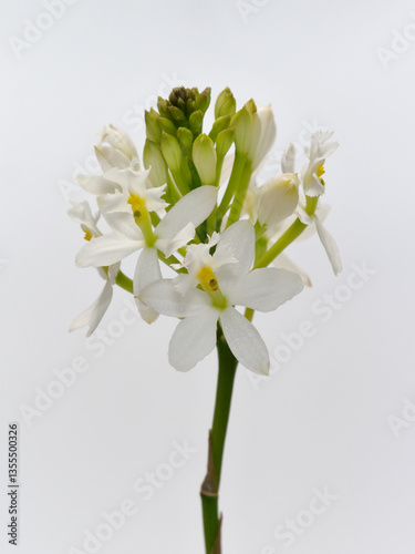 白色のエピデンドラムの花 photo