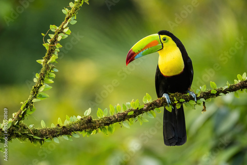 Keel-billed Toucan (Ramphastos sulfuratus). Brightly colored toucan resting on a moss-covered branch. Dense tropical jungle with lush green leaves. Vivid beak contrasts with dark plumage.