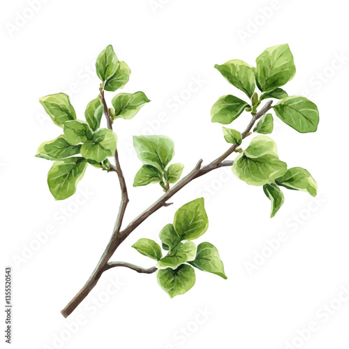 watercolor vector of Puschkinia Branch, isolated on a white background.
