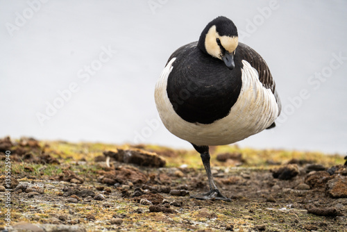 Barnacle goose (Branta leucopsis) standing on one leg in Longyearbyen, Svalbard, Norway