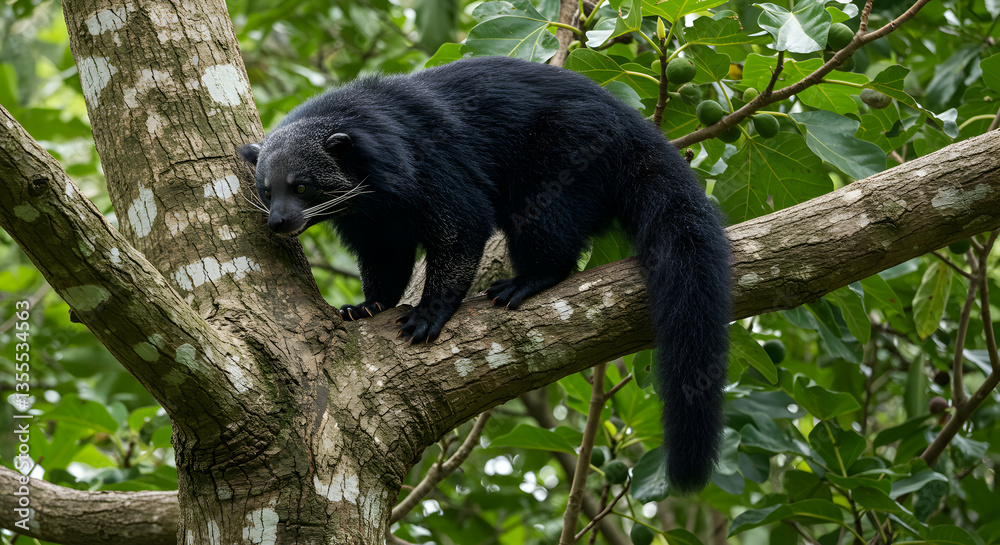Fototapeta premium Binturong Climbing on Tree Branch in Lush Green Forest Setting
