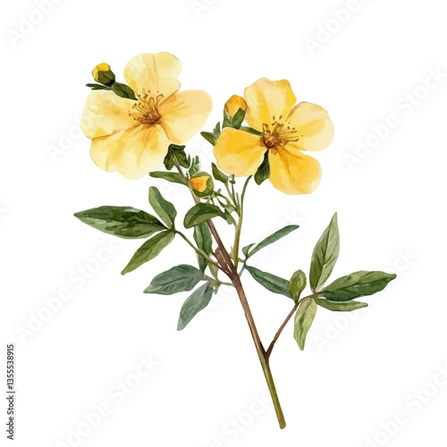 Rockrose Branch, watercolor illustration, isolated on a white background.