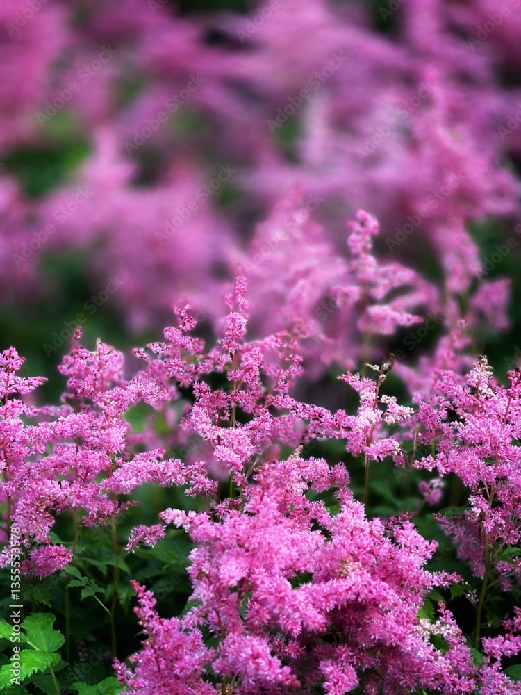 Obraz premium pink false goats beard