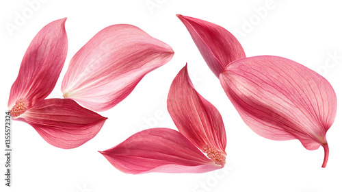 flying pink petals isolated on png