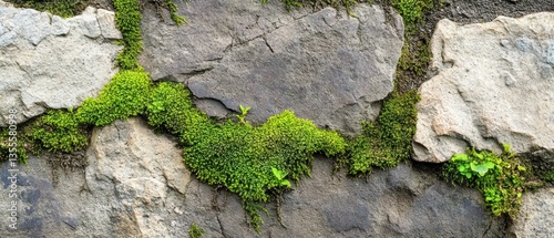 Lush Green Moss Growing on Ancient Gray Stone Wall, Natural Texture in Urban Landscape, Nature's Resilience and Beauty