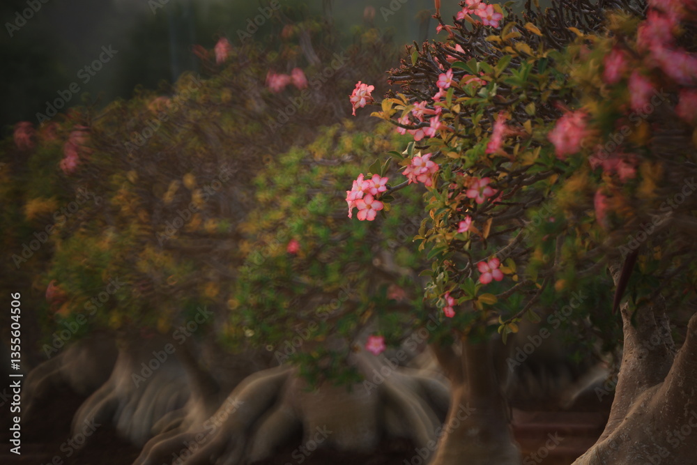 Obraz premium Adenium Obesum (Mock Azalea, Desert Rose, Impala Lily, Pink Bigmonia, Salsi Star) Suan Nong Nooch Tropical Garden Pattaya, Thailand. 
