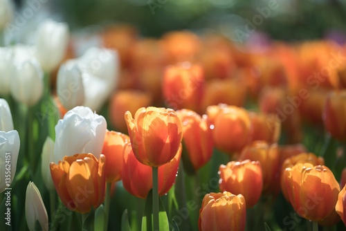 Orange and white tulips blooming at ornamental garden in spring time, Flower background