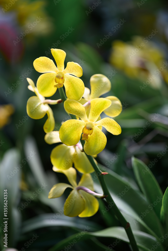 Fototapeta premium Yellow orchid flowers (Ascocentrum miniatum or Vanda miniatum)
