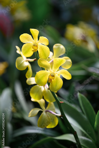 Yellow orchid flowers (Ascocentrum miniatum or Vanda miniatum)