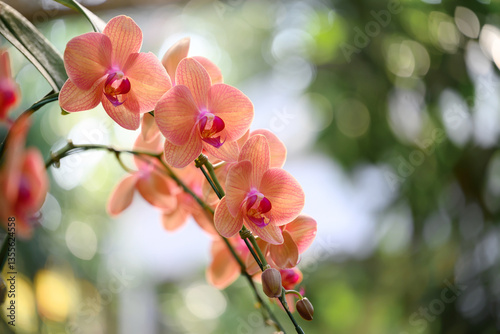 Orange Phalaenopsis orchids or moth orchids blooming in ornamental garden