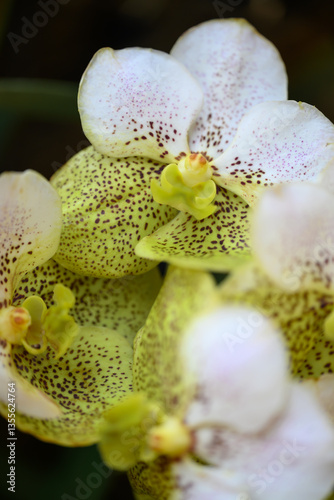 Hybrid Vanda orchid flower blossom in garden