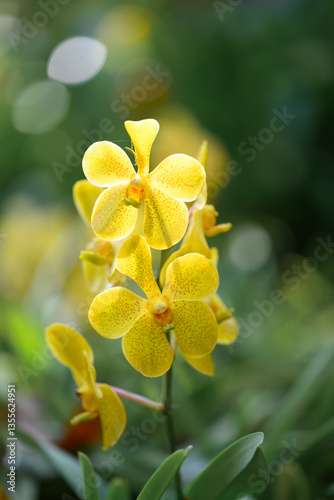 Yellow orchid flowers (Ascocentrum miniatum or Vanda miniatum)