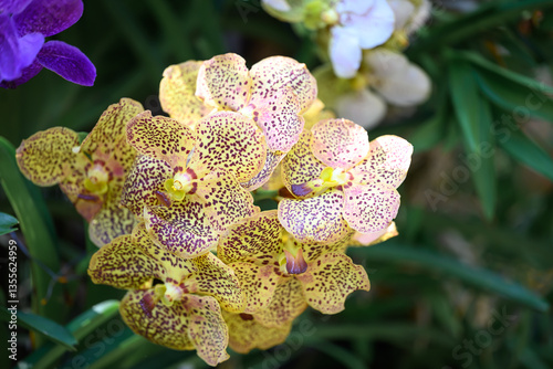 Hybrid Vanda orchid flower blossom in garden