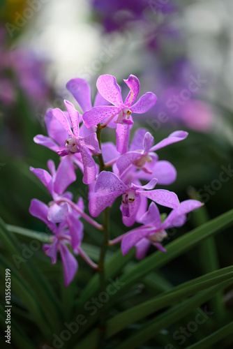 Purple orchid flowers (Ascocentrum miniatum or Vanda miniatum)