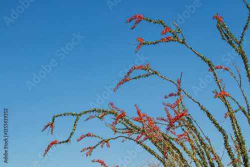 ocotillo plant blooming 