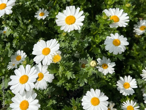 可愛く咲いている白いマーガレットの花