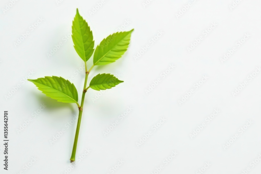 Single, delicate sapling against pure white backdrop, branch, nature Single, delicate sapling against pure white backdrop, branch, nature