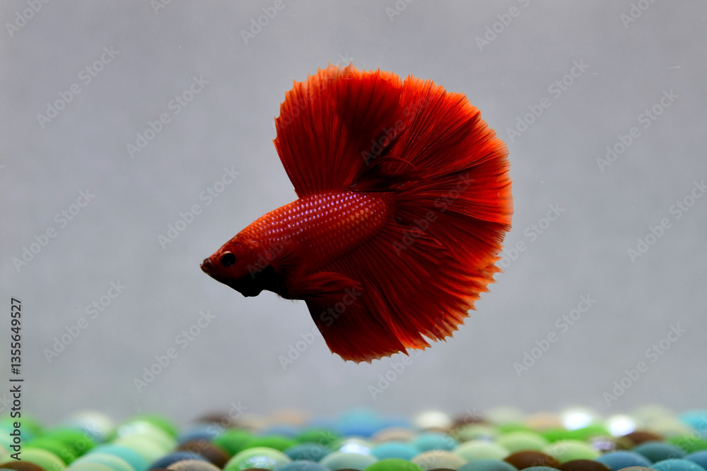 Betta fish fancy red emperor halfmoon long tails, Siamese fighting fish originated from Thailand. Showing on isolated grey background.