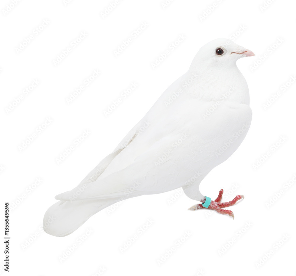 Fototapeta premium One dove on white background. Beautiful bird