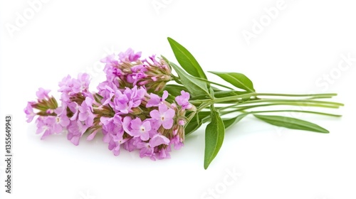 Delicate Pink Flowers Bouquet on White Background