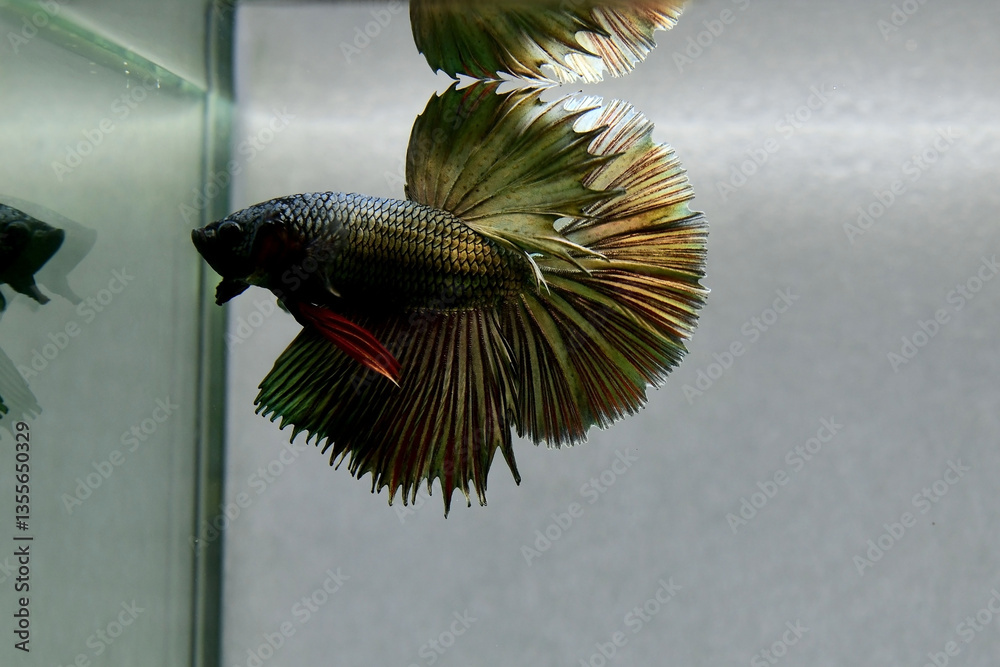 Betta fish male fancy green copper halfmoon long tails, Siamese fighting fish originated from Thailand. Showing on isolated grey background.