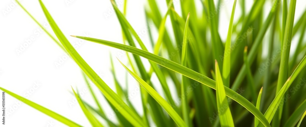 Naklejka premium Single blade of grass, vibrant green, sharp detail, white background, isolated, wallpaper