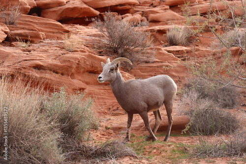 big horn sheep wondering in the mountains