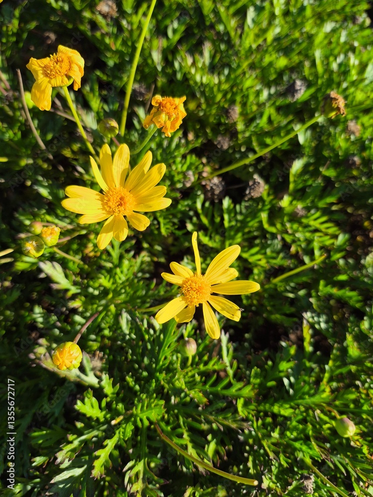 yellow flowers in the garden yellow flowers in the garden