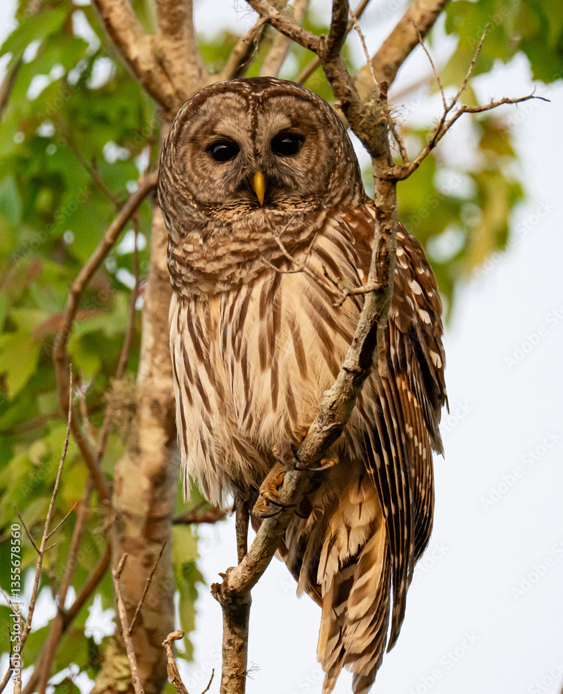 Obraz premium Barred owl portrait