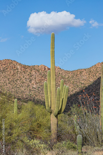saguaro cactus in arizona