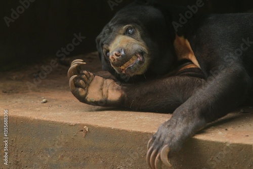 Obraz na płótnie a sunbear lazing on the floor w salonie