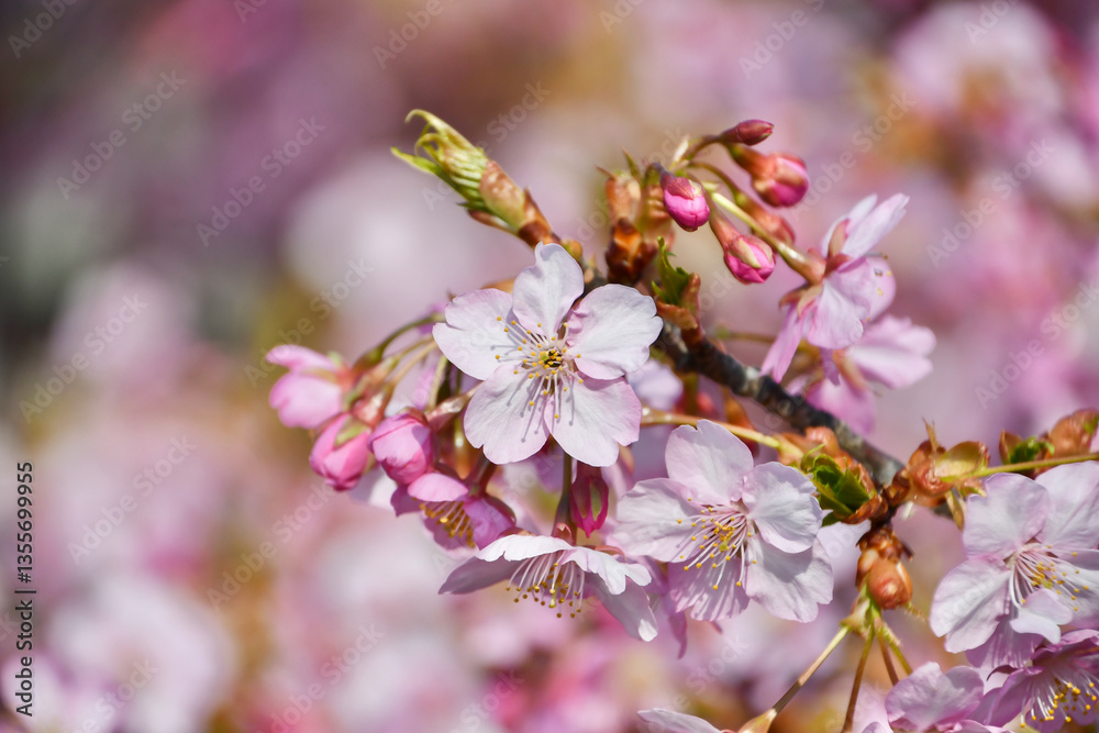Obraz premium 京都 淀水路の河津桜